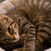 なぜ猫を「かわいい」と思ってしまうのか。その秘密に迫る｜山梨集客ドットコム