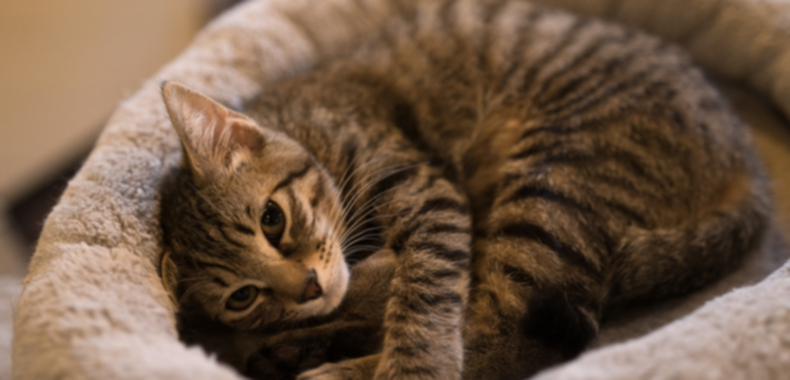 なぜ猫を「かわいい」と思ってしまうのか。その秘密に迫る｜山梨集客ドットコム