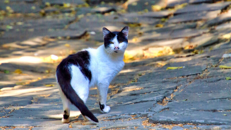 猫の視線とマーケティング戦略：効果的なアイキャッチで顧客を惹きつける