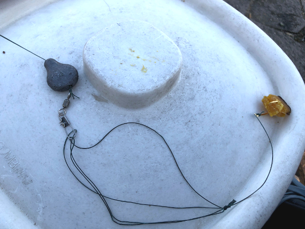 山梨県の荒川で鯉釣り　干し芋で一本釣り