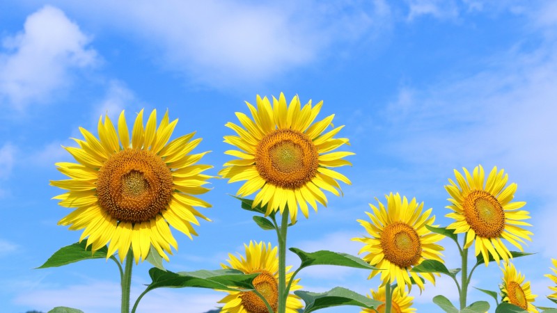 夏季休業のお知らせ