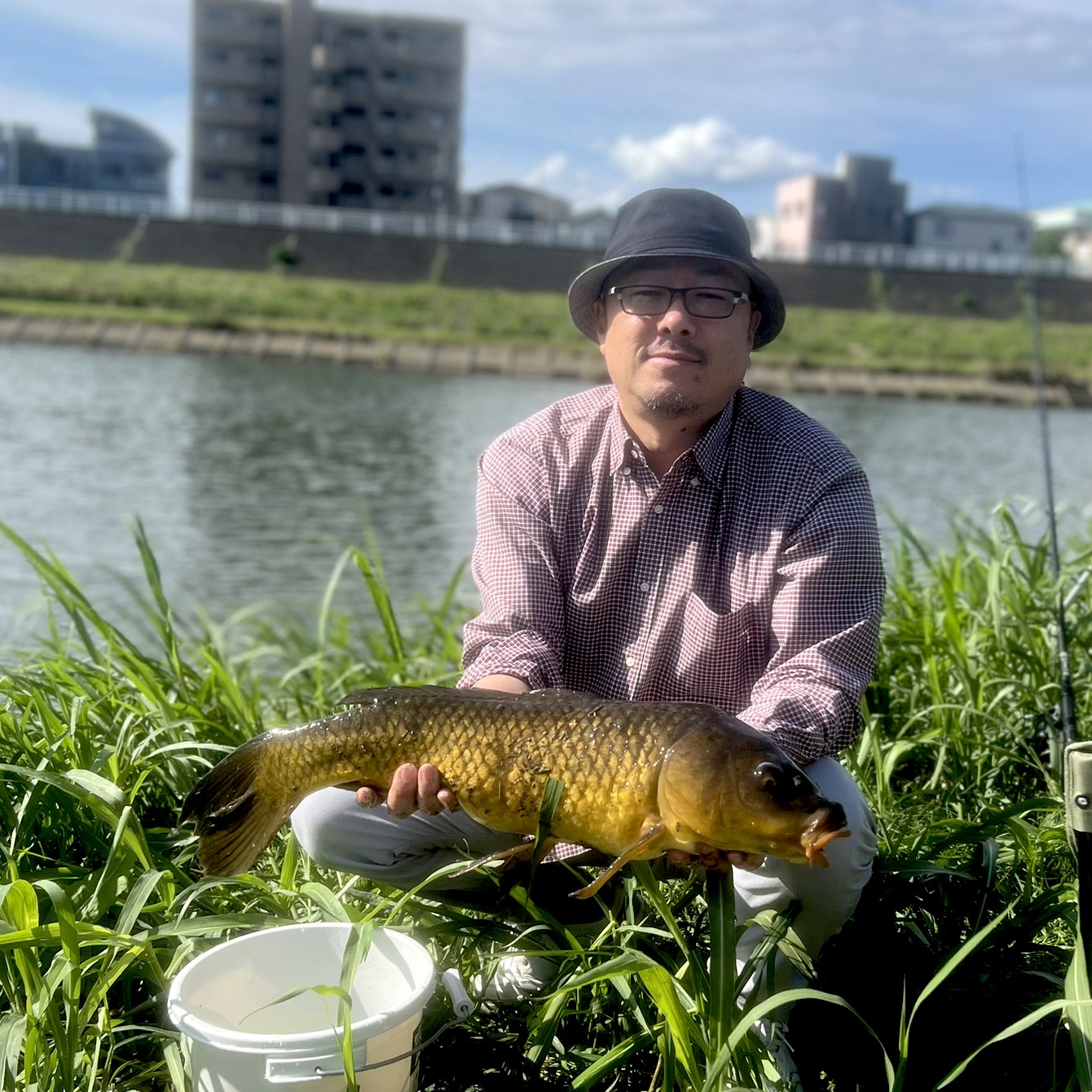 黄金の鯉